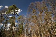 Keltský stromový horoskop